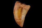 Serrated, Baby Carcharodontosaurus Tooth - Morocco #134979-1